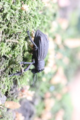 Aegorhinus suturalis