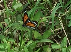 Danaus melanippus hegesippus