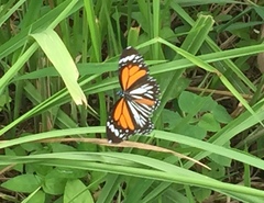 Danaus melanippus hegesippus