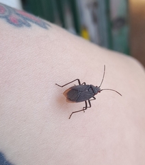 Jadera parapectoralis