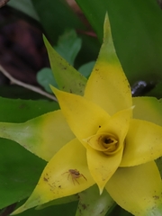 Canistropsis billbergioides