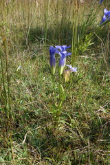 Gentianopsis virgata