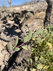 Stegnosperma halimifolium