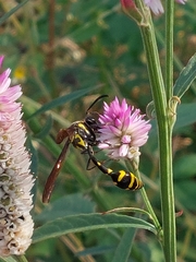 Phimenes flavopictus