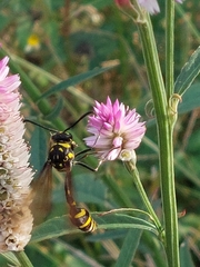 Phimenes flavopictus