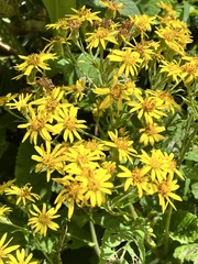Senecio otites
