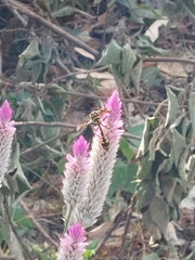 Phimenes flavopictus