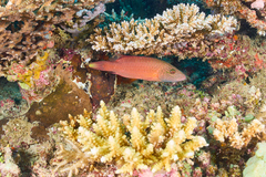 Oxycheilinus digramma