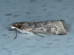 Achyra affinitalis