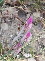 Phimenes flavopictus