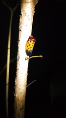 Leptataspis fortunata