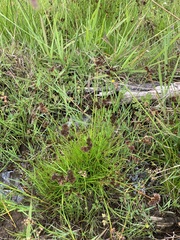 Juncus sonderianus