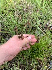 Juncus sonderianus