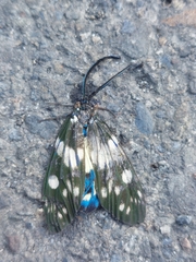 Eterusia aedea formosana