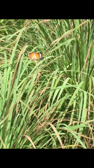 Danaus chrysippus chrysippus