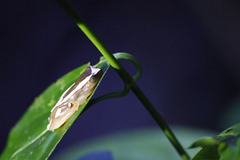 Dendropsophus elegans