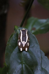 Dendropsophus elegans