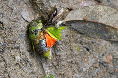 Hemisciera maculipennis