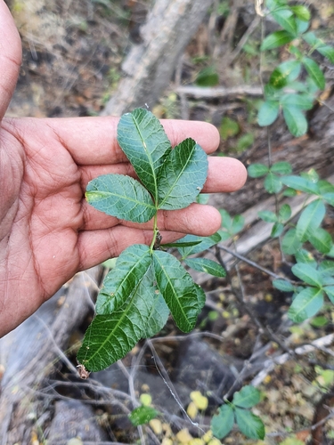 Bursera trimera Bullock 3