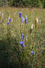 Gentianopsis virgata