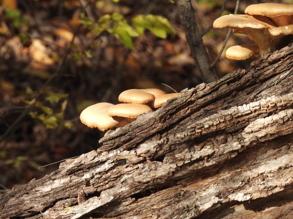 Oyster Mushroom from North Arlington, Arlington, TX, USA on December 01
