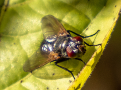 Sarcophagidae