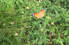 Danaus chrysippus chrysippus