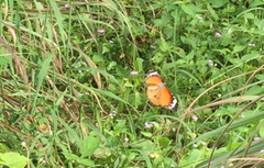 Danaus chrysippus chrysippus