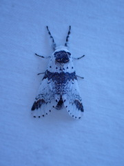 Furcula scolopendrina