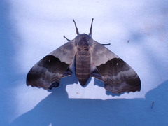Pachysphinx modesta