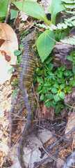 Abronia oaxacae