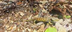 Abronia oaxacae