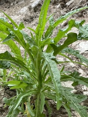 Malacothrix saxatilis