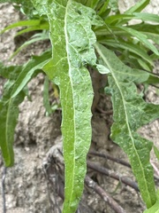 Malacothrix saxatilis