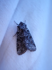 Eriopygini