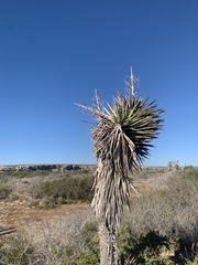 Yucca valida