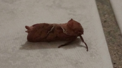 Triodia sylvina