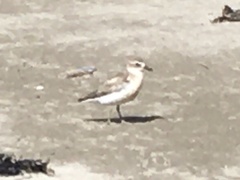 Charadrius obscurus aquilonius