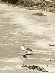 Charadrius obscurus aquilonius