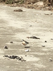 Charadrius obscurus aquilonius