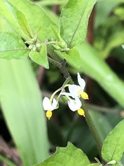 Solanaceae