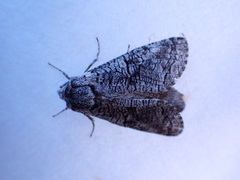 Cossinae