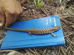 Gerrhonotus liocephalus