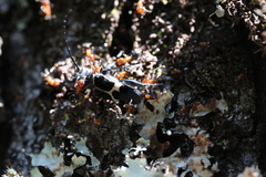 Calydon submetallicum