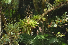 Vriesea philippocoburgi