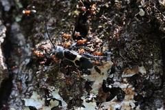 Calydon submetallicum