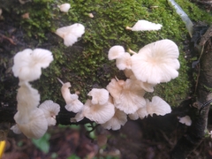 Marasmiellus