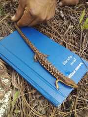 Gerrhonotus liocephalus