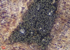 Cryptocoryneum