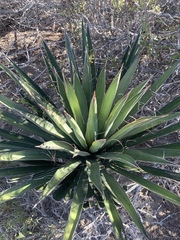 Yucca valida